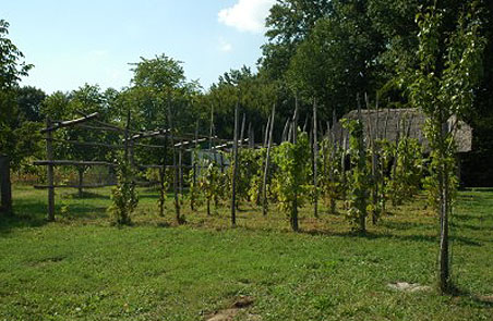 Hram in vinogradi